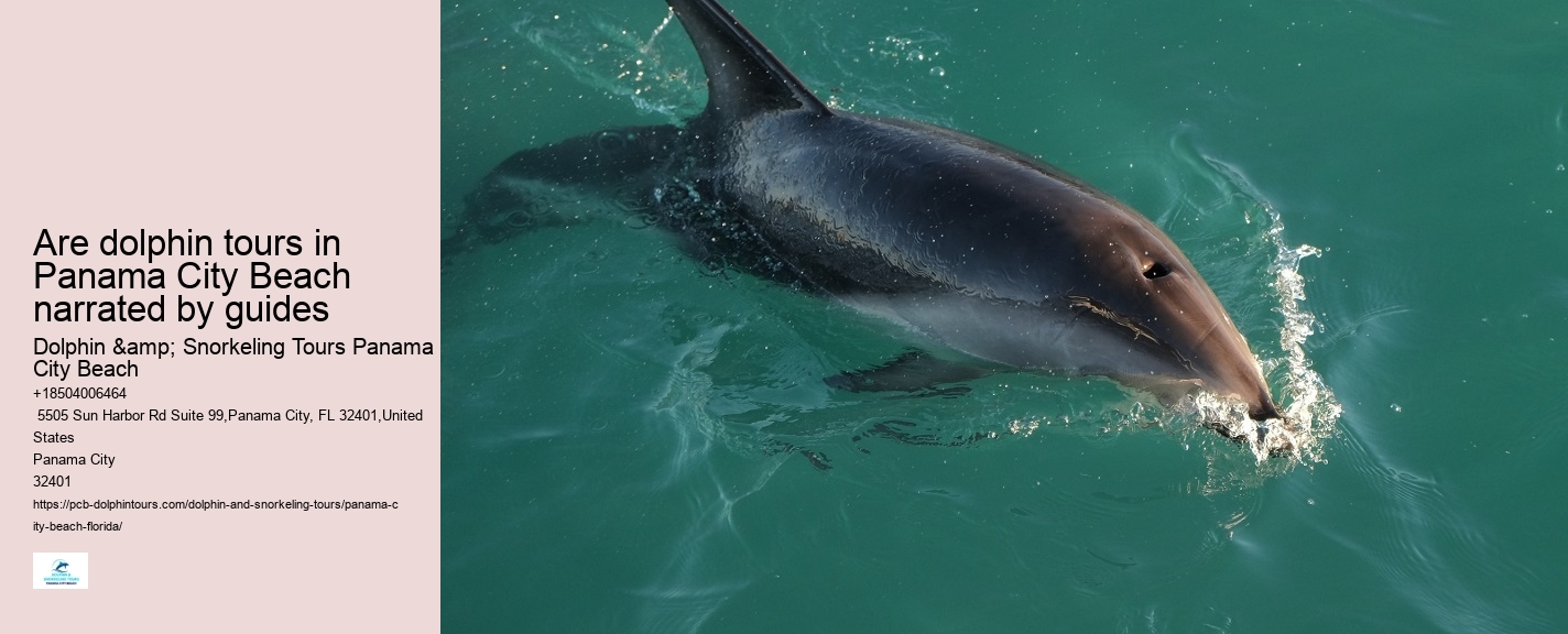 What is the average group size on a dolphin tour in Panama City Beach