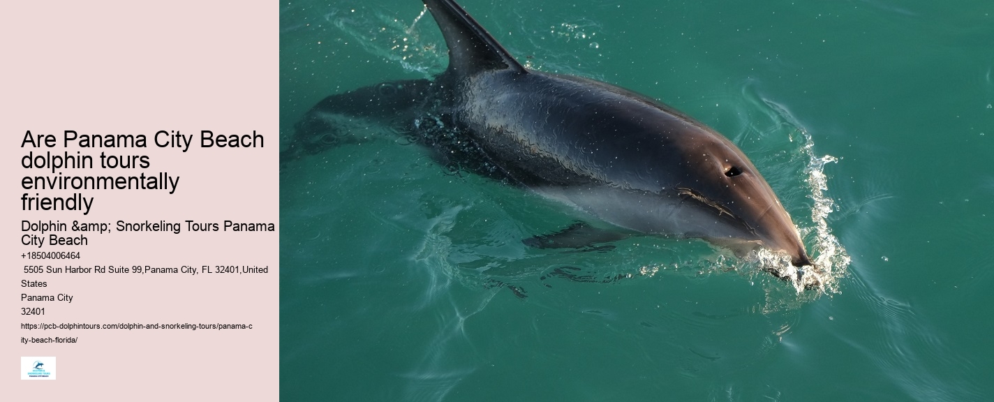 Come Swim With The Dolphins