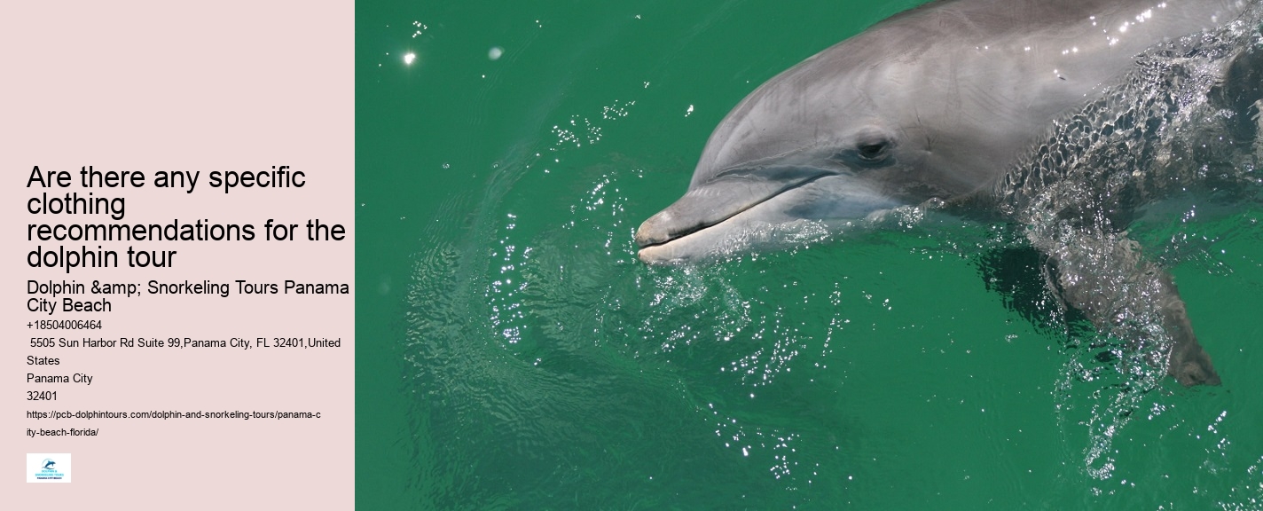 How Much Does It Cost To Swim With Dolphins In Florida