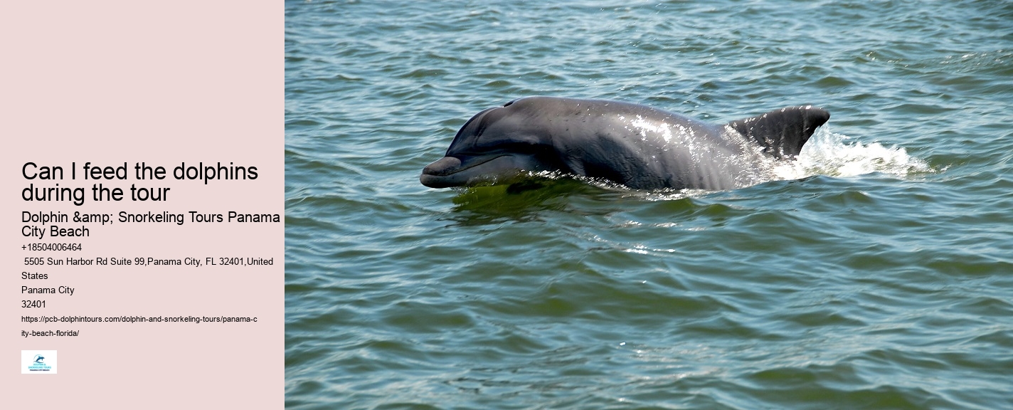 Dolphin Tours
