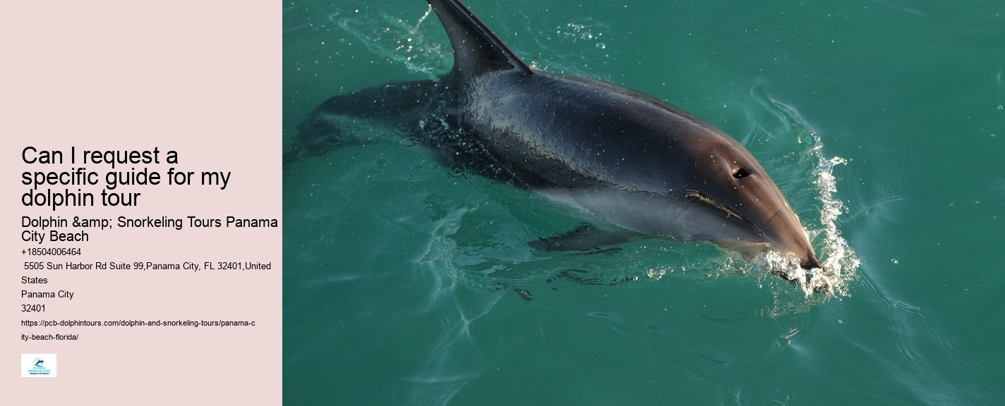 9 Great Dolphin Tours In Panama City Beach
