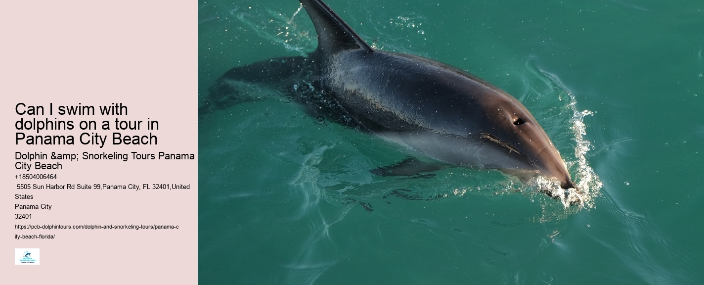 Do dolphin tours in Panama City Beach guarantee sightings