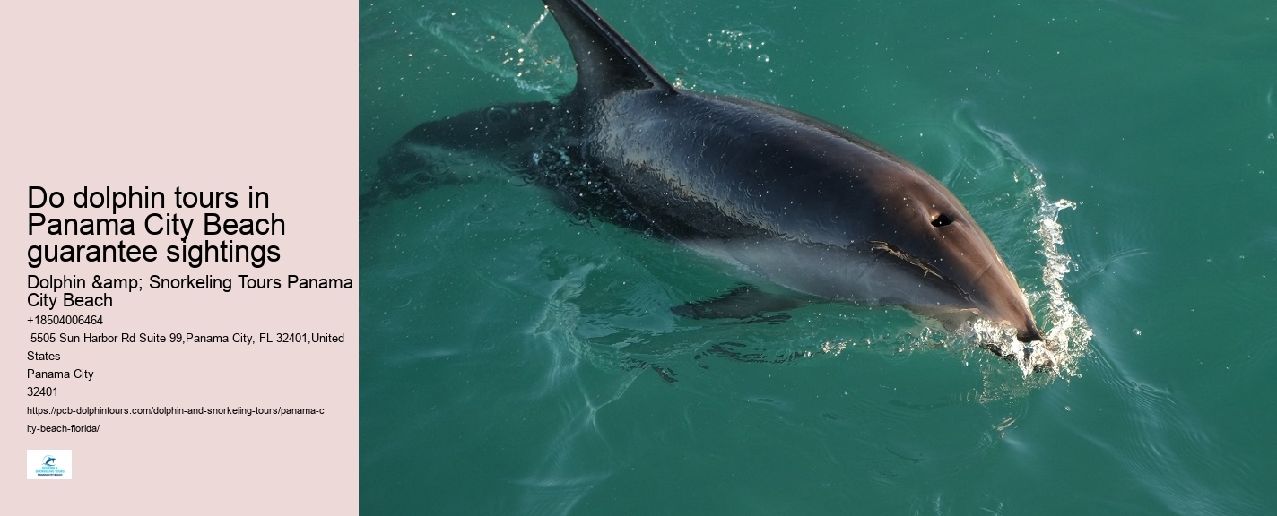 Where In Florida Do You Swim With Dolphins