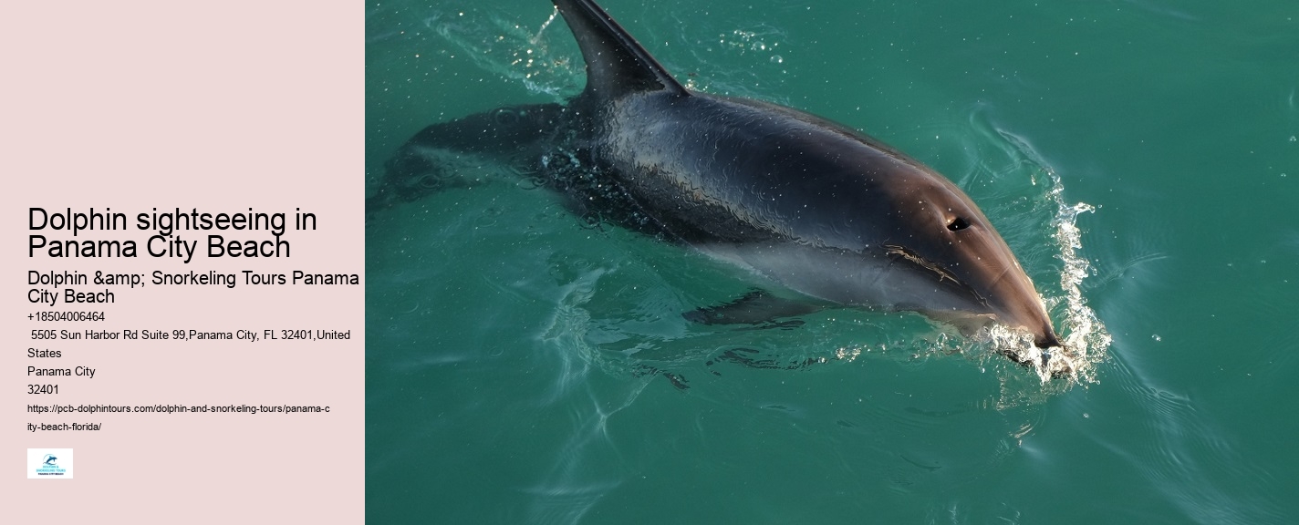 Dolphin And Snorkel Tours Panama City Beach