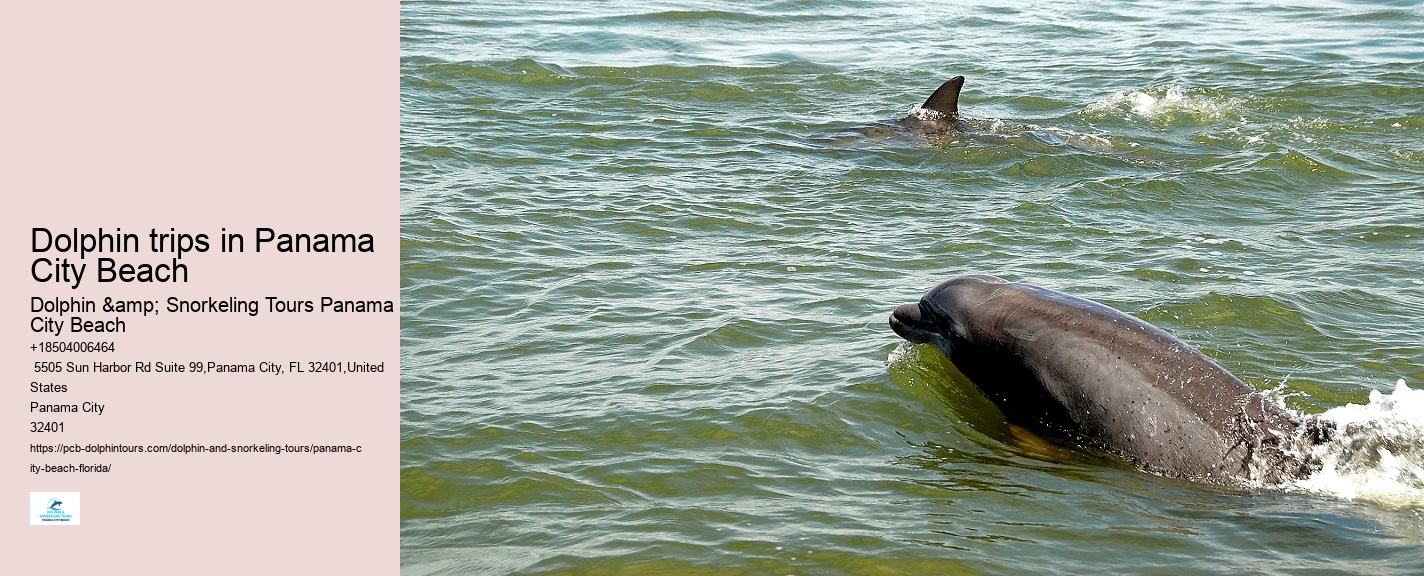 Panama City Beach dolphin safari