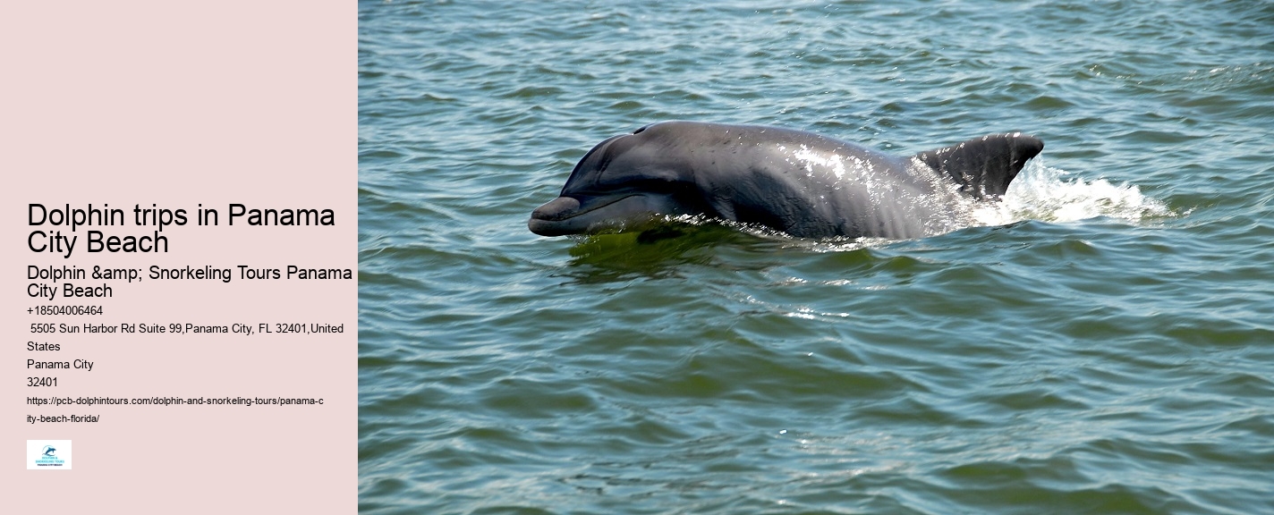 What Beach In Florida Has The Most Dolphins