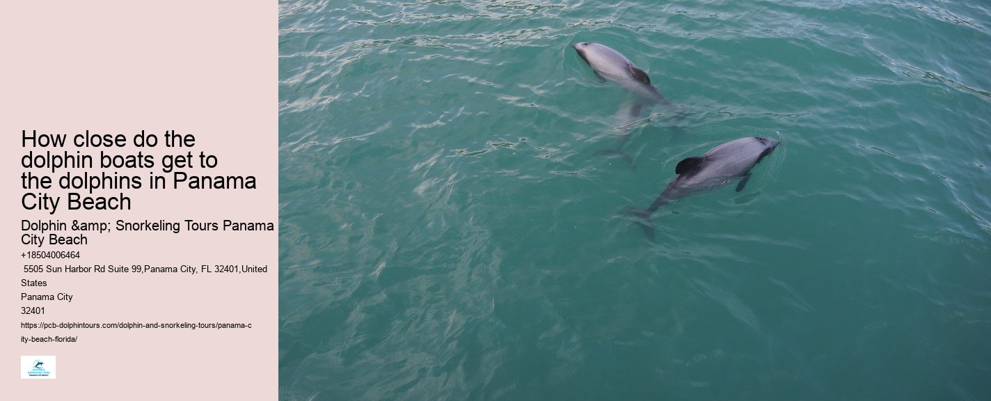 Panama City Beach Dolphin Experience Tours