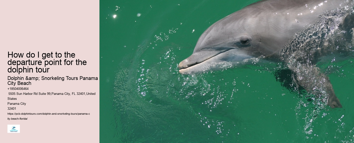 What type of boats are used for dolphin tours in Panama City Beach