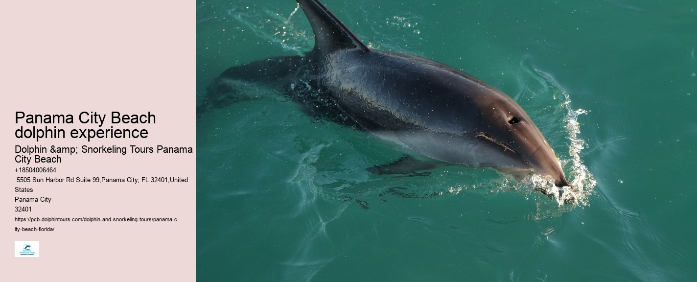 How Much Does It Cost To Swim With The Dolphins In Panama City Beach