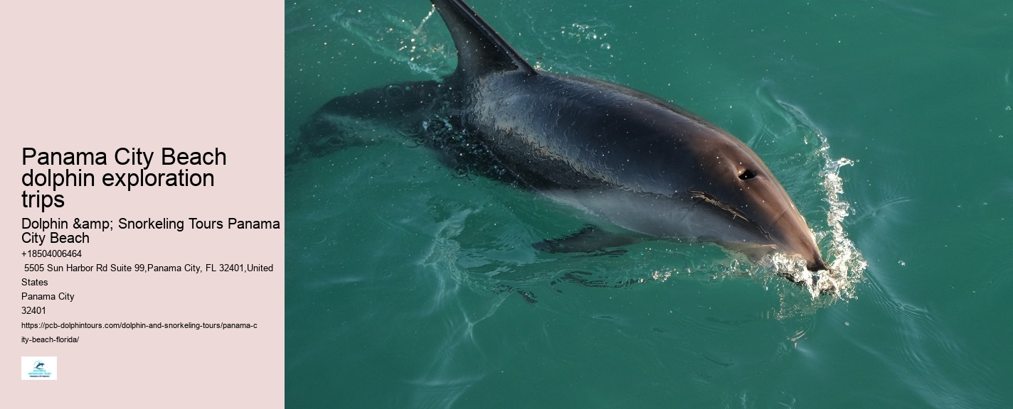 What Is The Best Time Of Day To Go On A Dolphin Tour