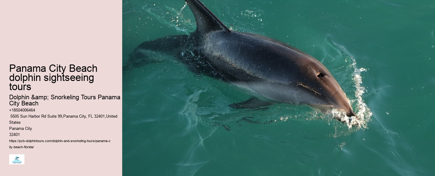 Shell Island Trips & Dolphin Tours
