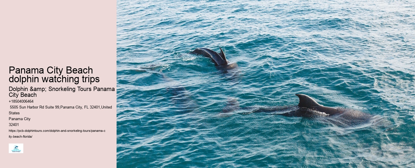 Panama City Beach Dolphin Boat Tour