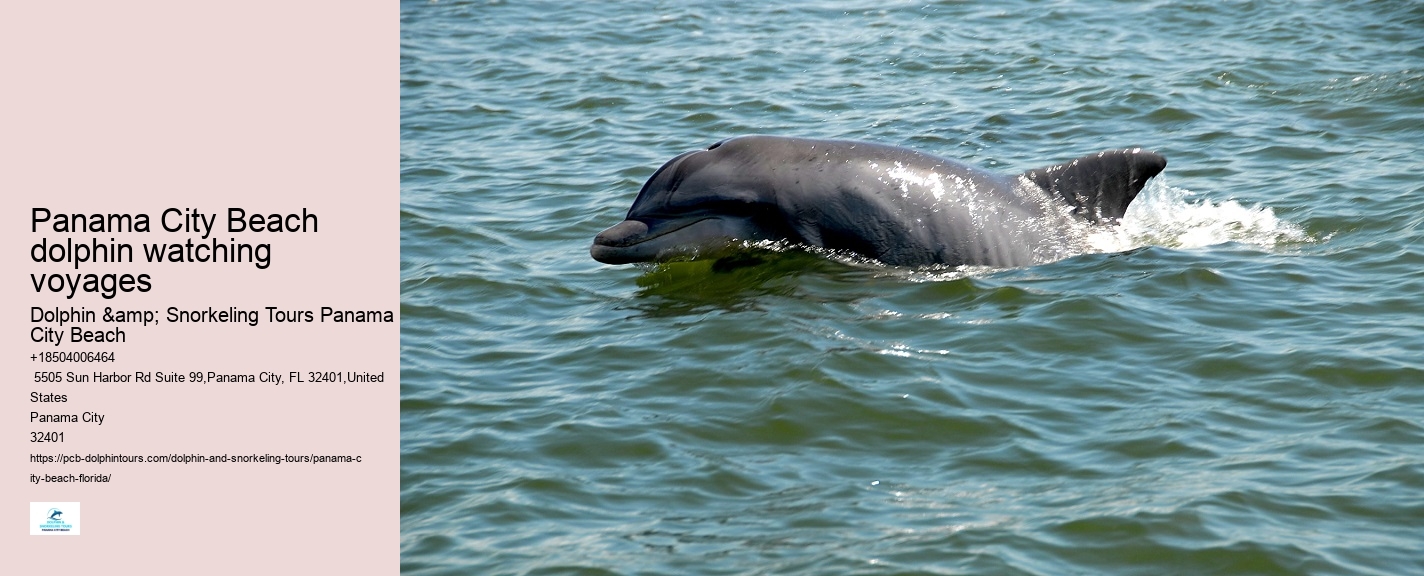 Dolphin Safari Tours PCB