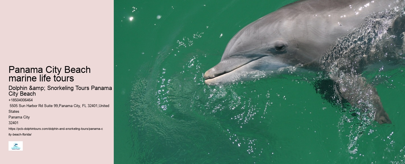 Panama City Beach dolphin expeditions