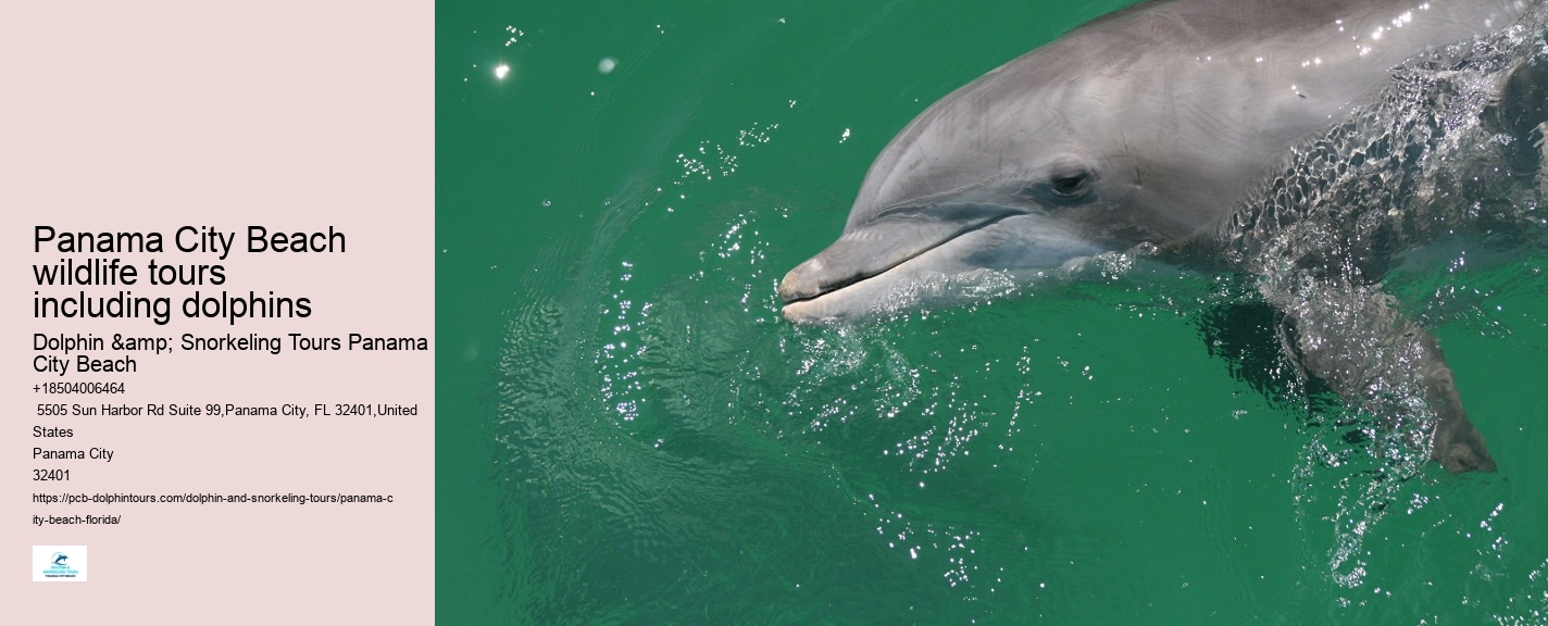 Beach Dolphin