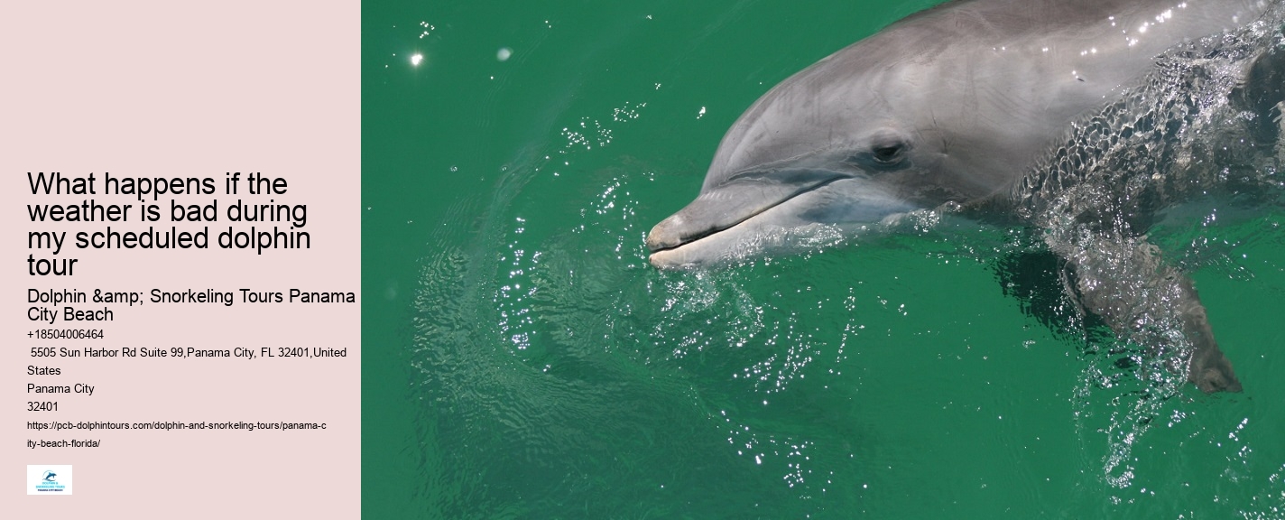 Panama City Beach dolphin viewing tours