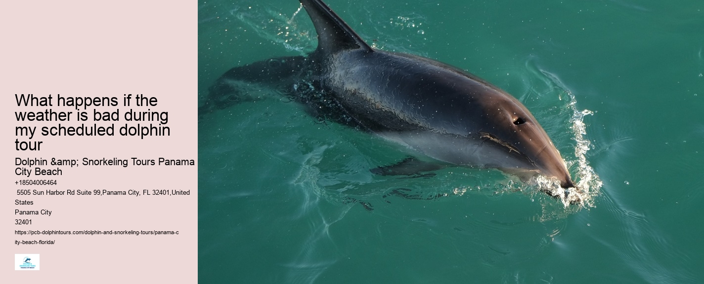 Guided dolphin tours in Panama City Beach