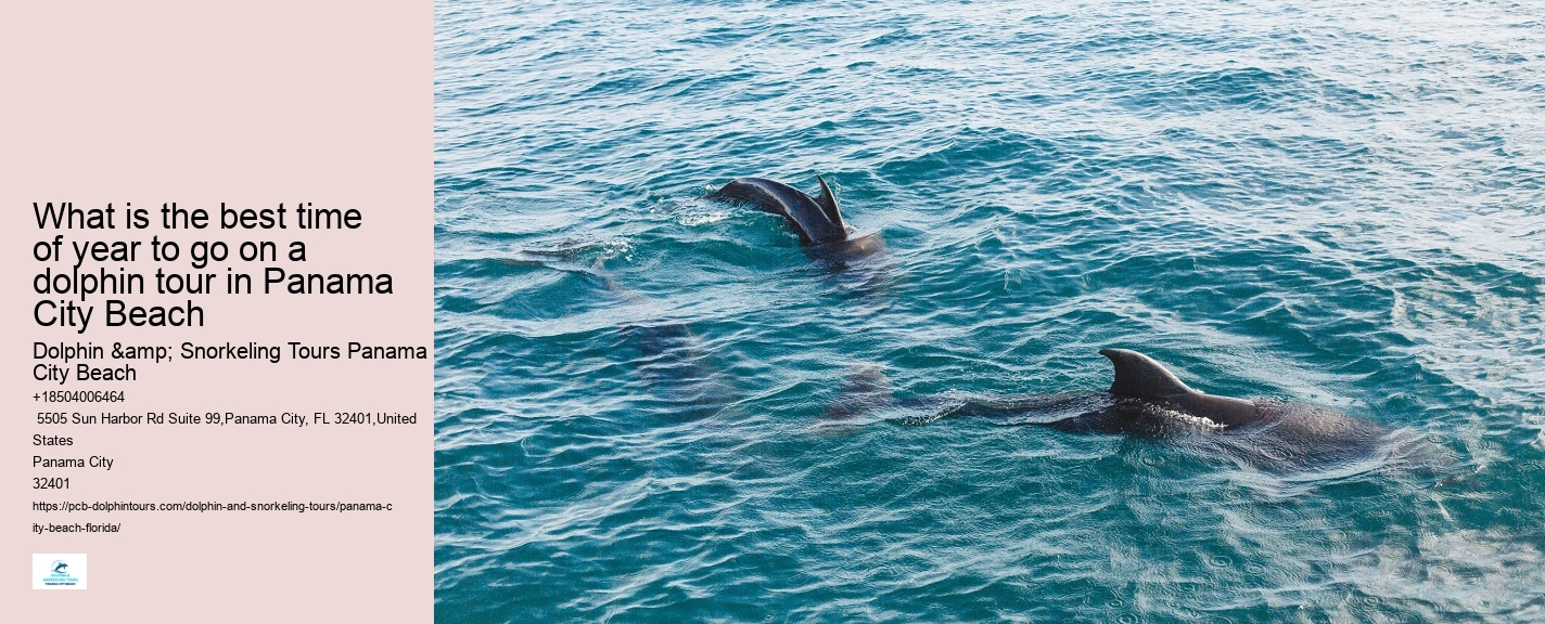 PCB Dolphin Viewing Tours