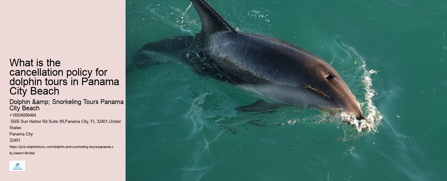 Dolphin Exploration Cruises in Panama City Beach