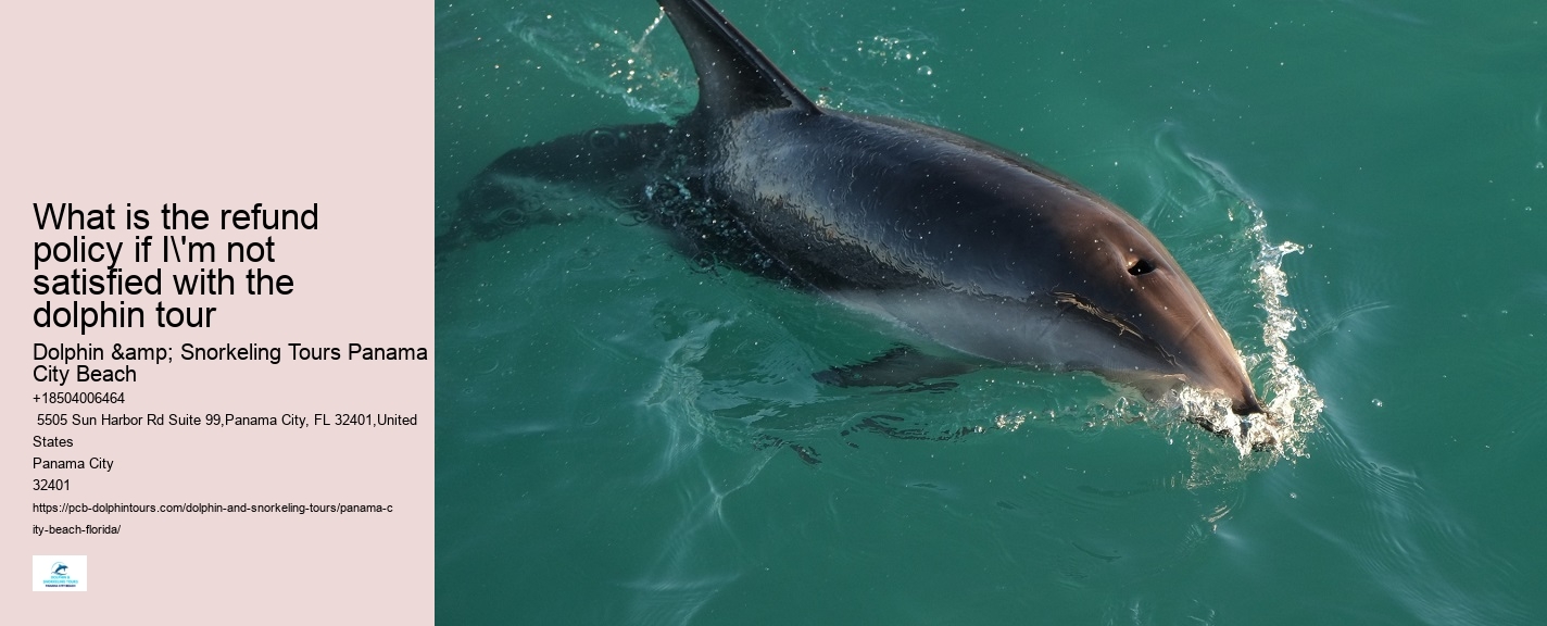 What Is The Best Time Of Day To Go On A Dolphin Tour