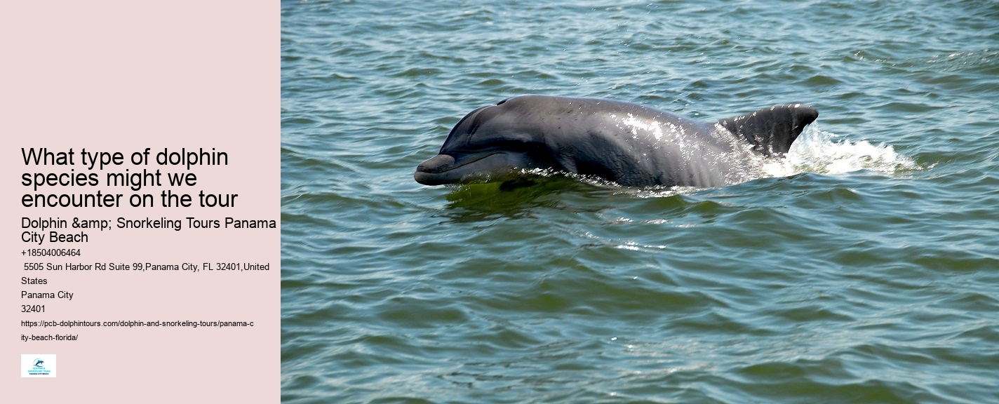 Shell Island Dolphin Tours Panama City Beach Fl