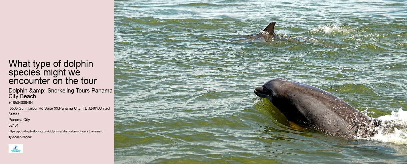 Dolphin Tours Panama City Beach Florida