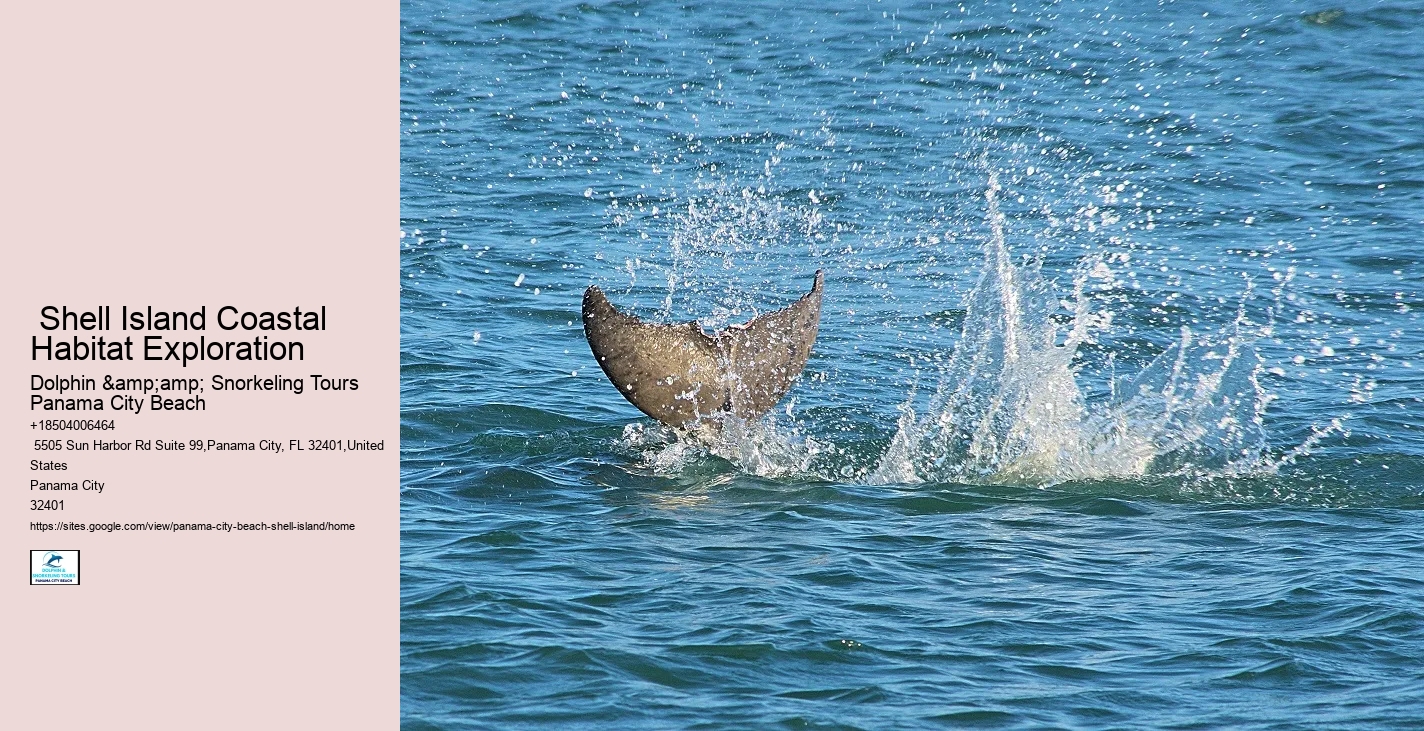  Play And Swim With A Dolphin In Panama City Beach