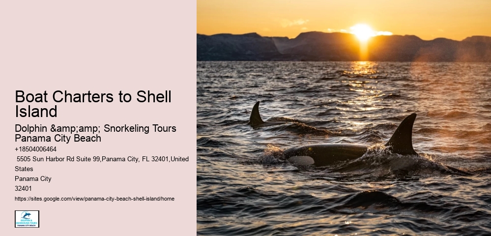  Play And Swim With A Dolphin In Panama City Beach