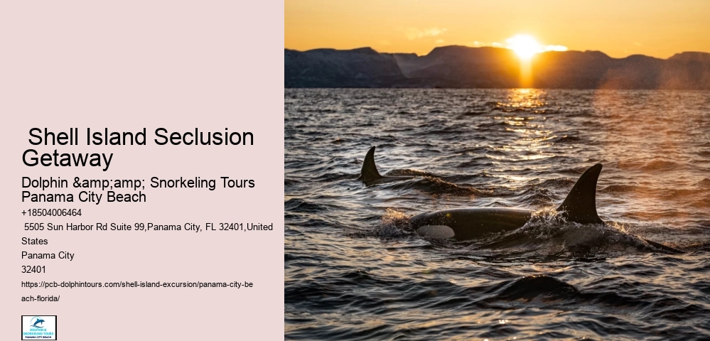  Dolphin Swim