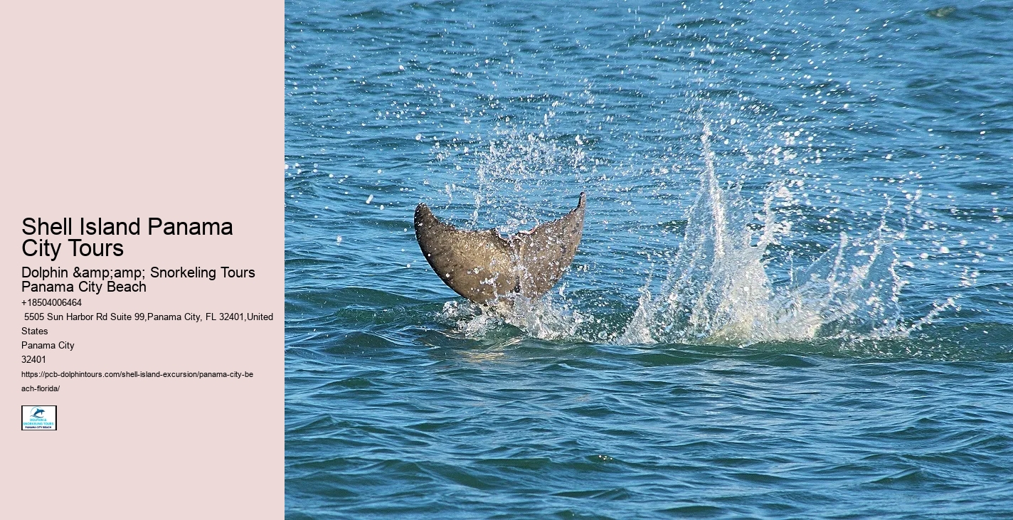  Dolphin Tours
