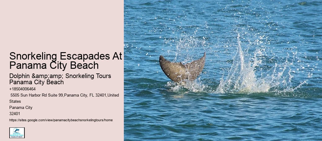 Panama City Beach Snorkeling Tours Orange Beach