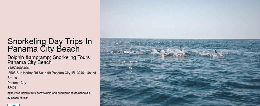 Swimming With Dolphins