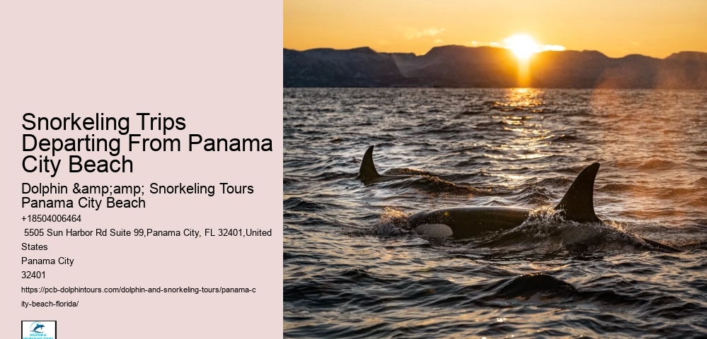 Snorkeling Experiences Around Panama City Beach